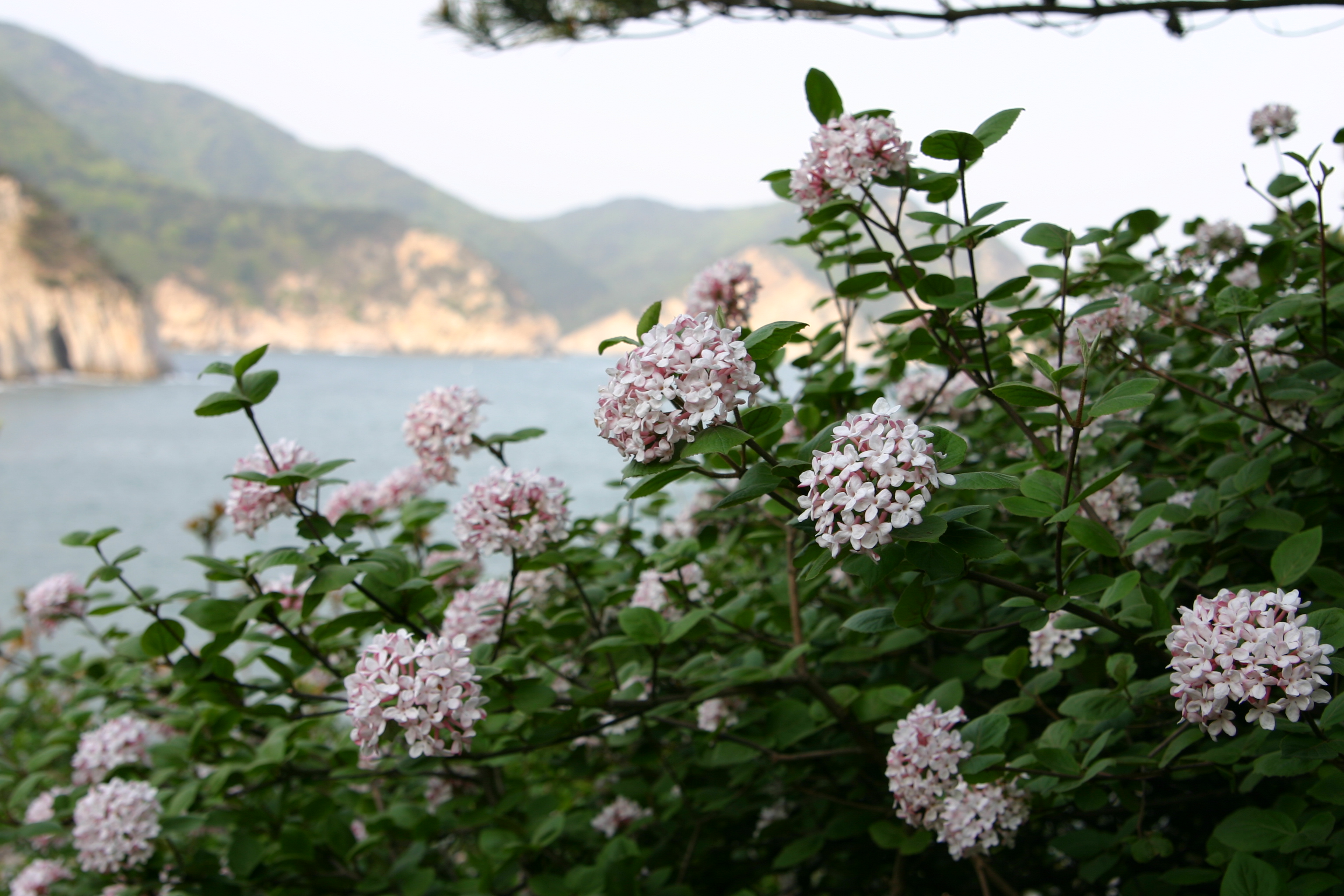 분꽃나무 DSCF0026