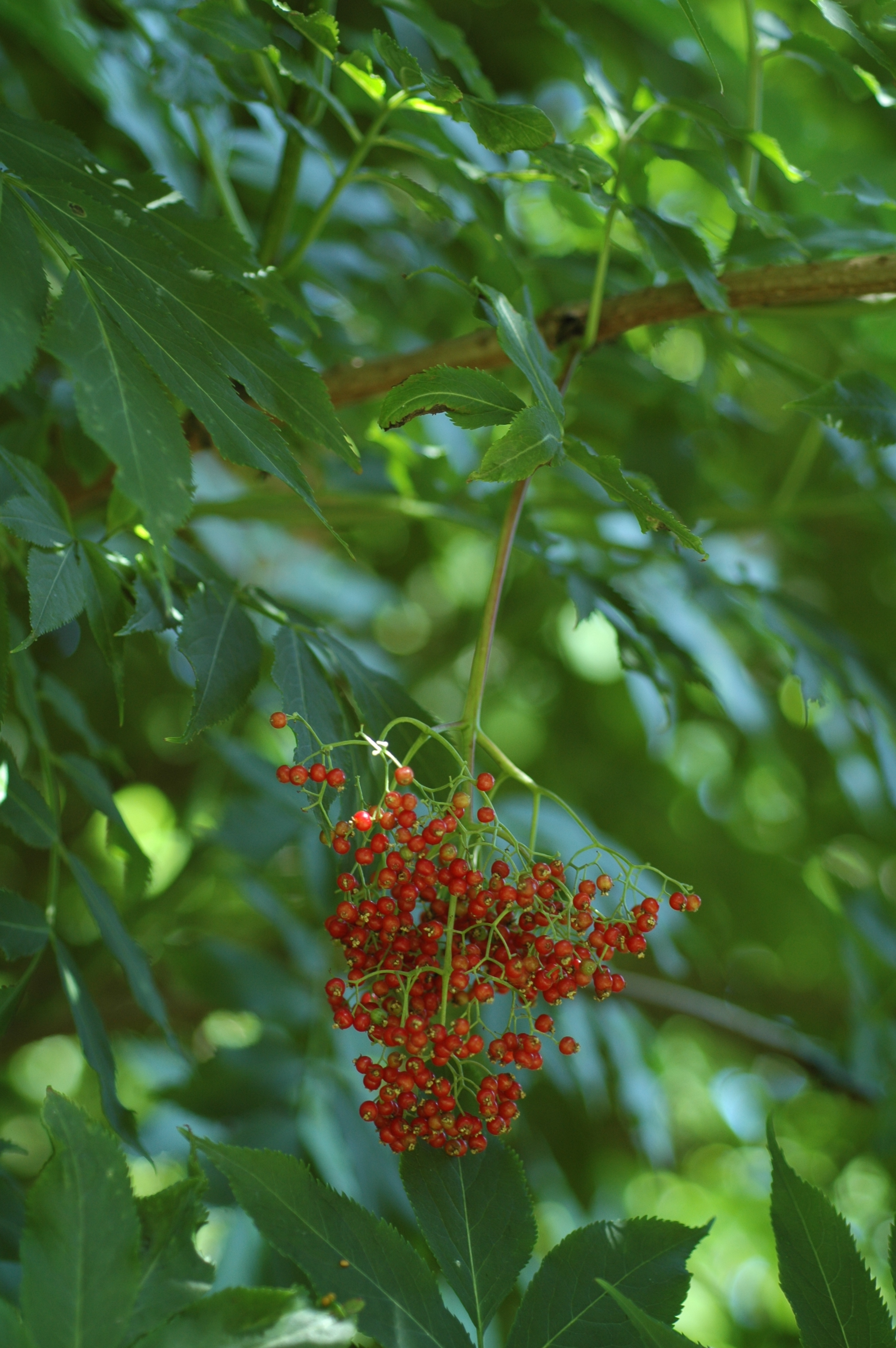 말오줌나무 DSC_0052
