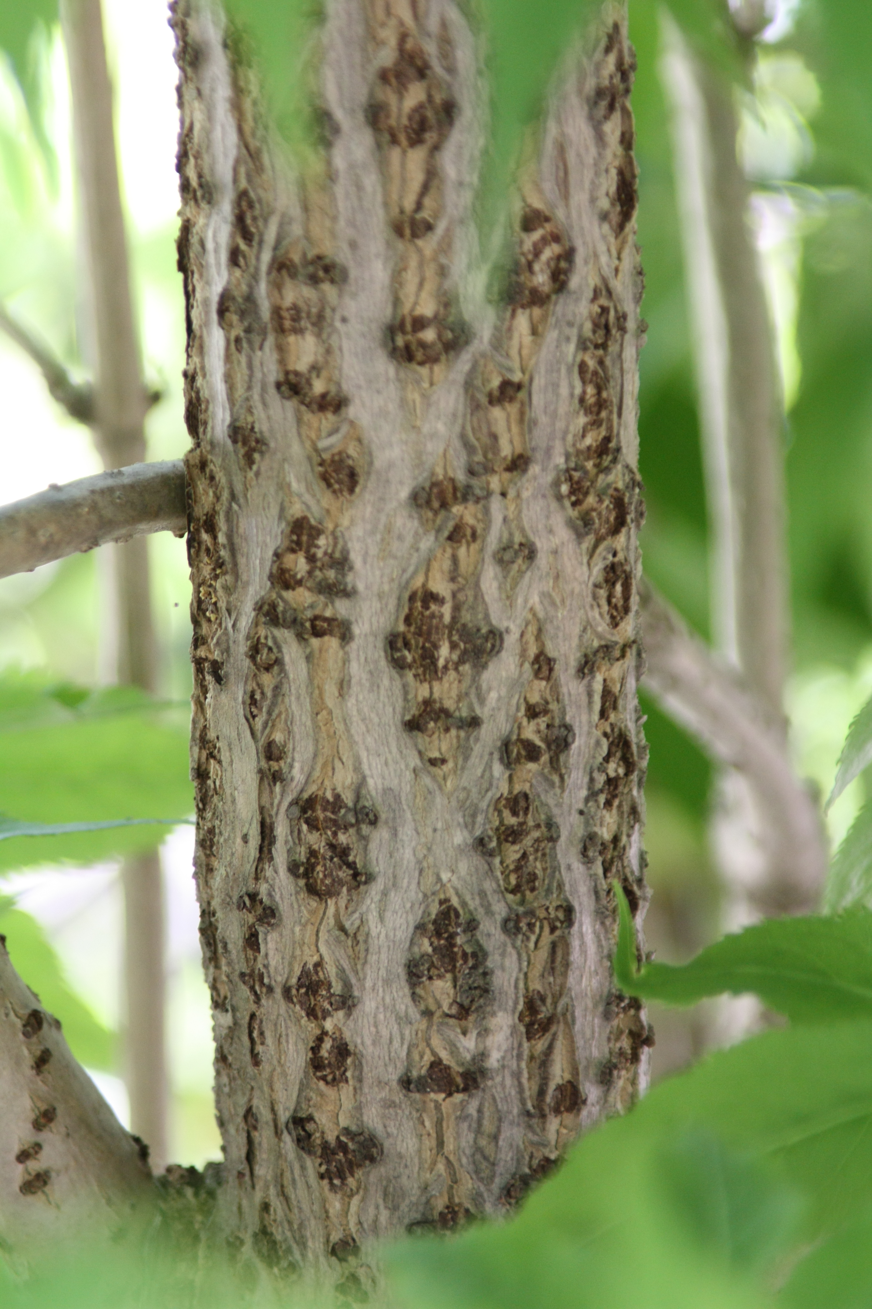 말오줌나무 IMG_6842