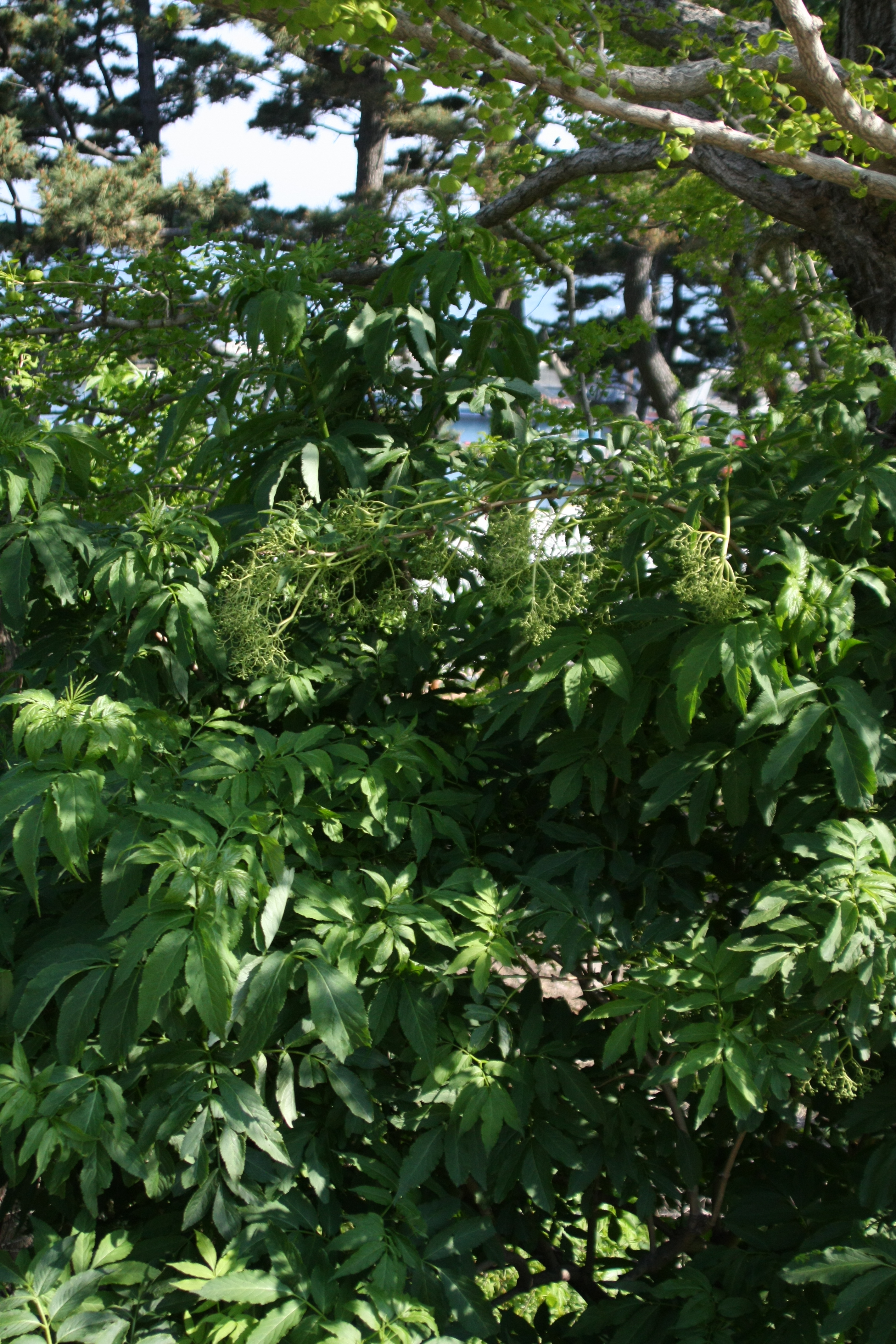 말오줌나무 IMG_5532