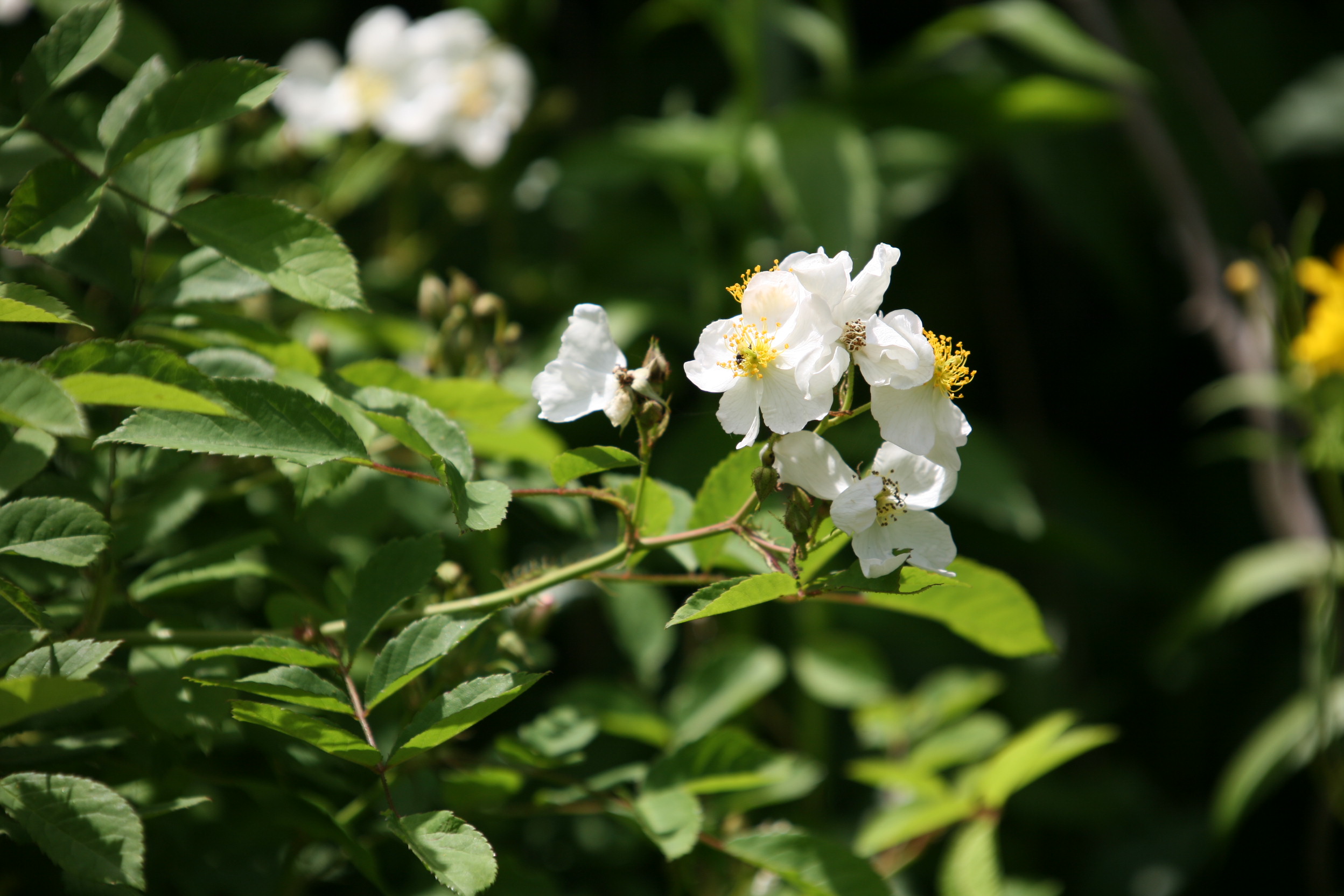 찔레꽃 찔레20070526공주-천방산IMG_5795
