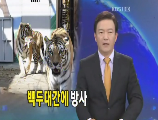백두산 호랑이, 백두대간에 방사(KBS1-TV)