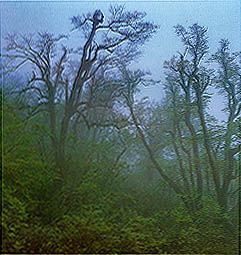 활엽수 천연림의 새벽 (Broadleaved natural forest at dawn)