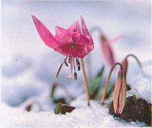 얼레지(Ertthronium japonicum)