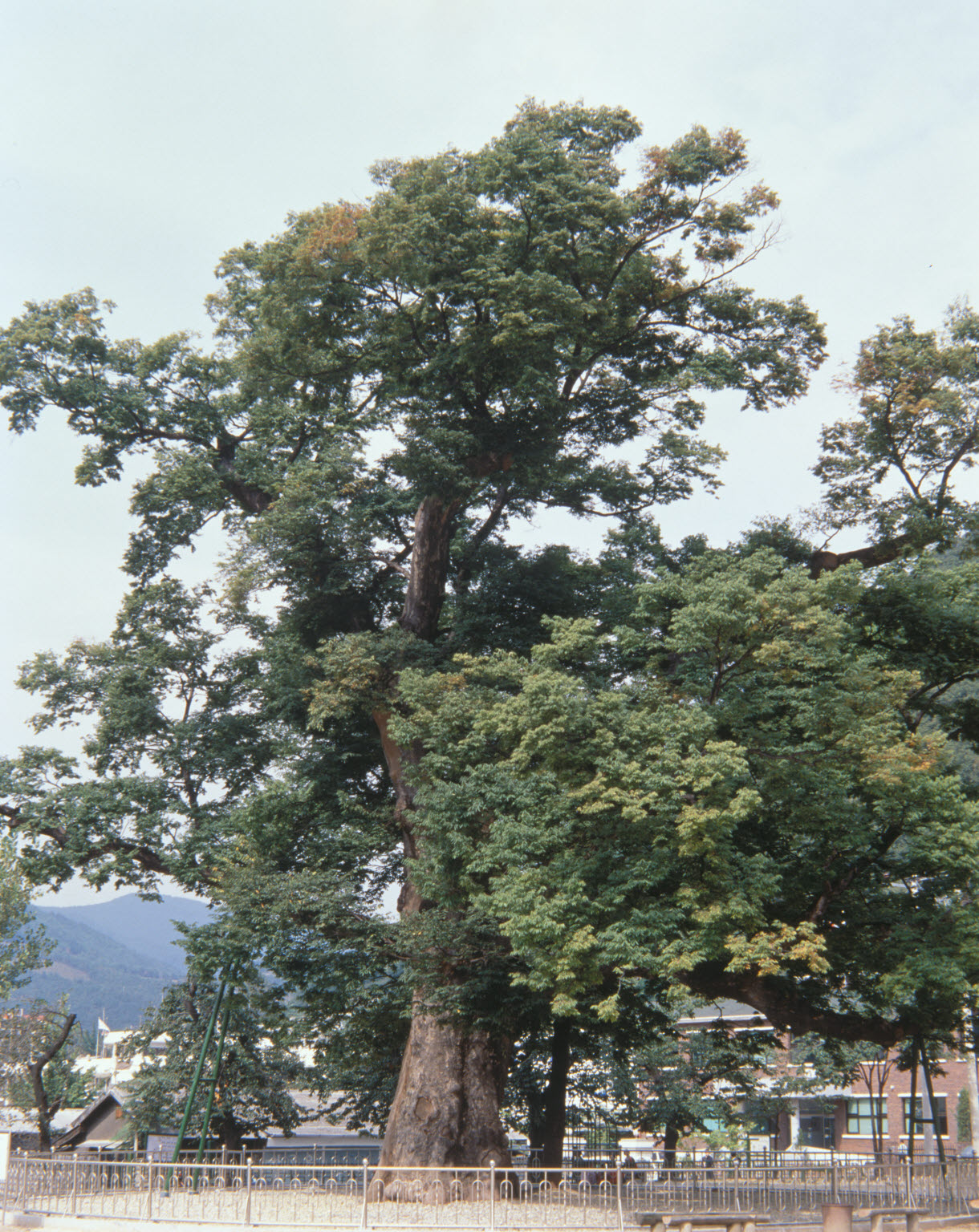 긴잎 느티나무