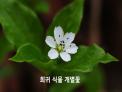 민북 희귀ㆍ멸종위기 식물, 산림습지 생태계 조사 박차