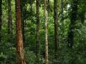 국내 최초 열대림 산림탄소조사, 탄소배출권 확보 기반 마련