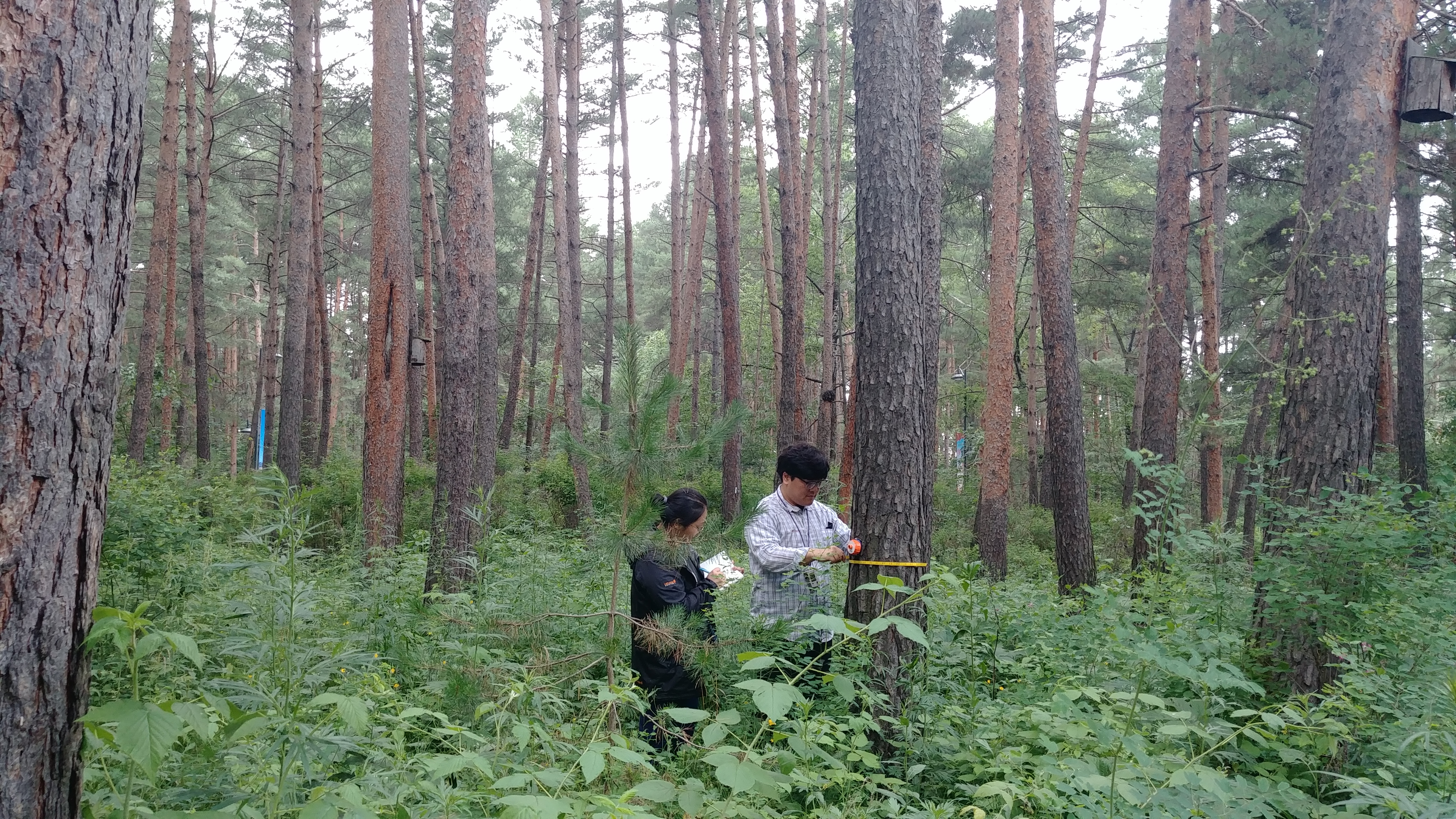 북한의 산림자원 현황파악으로 남북산림협력 준비 박차 이미지1