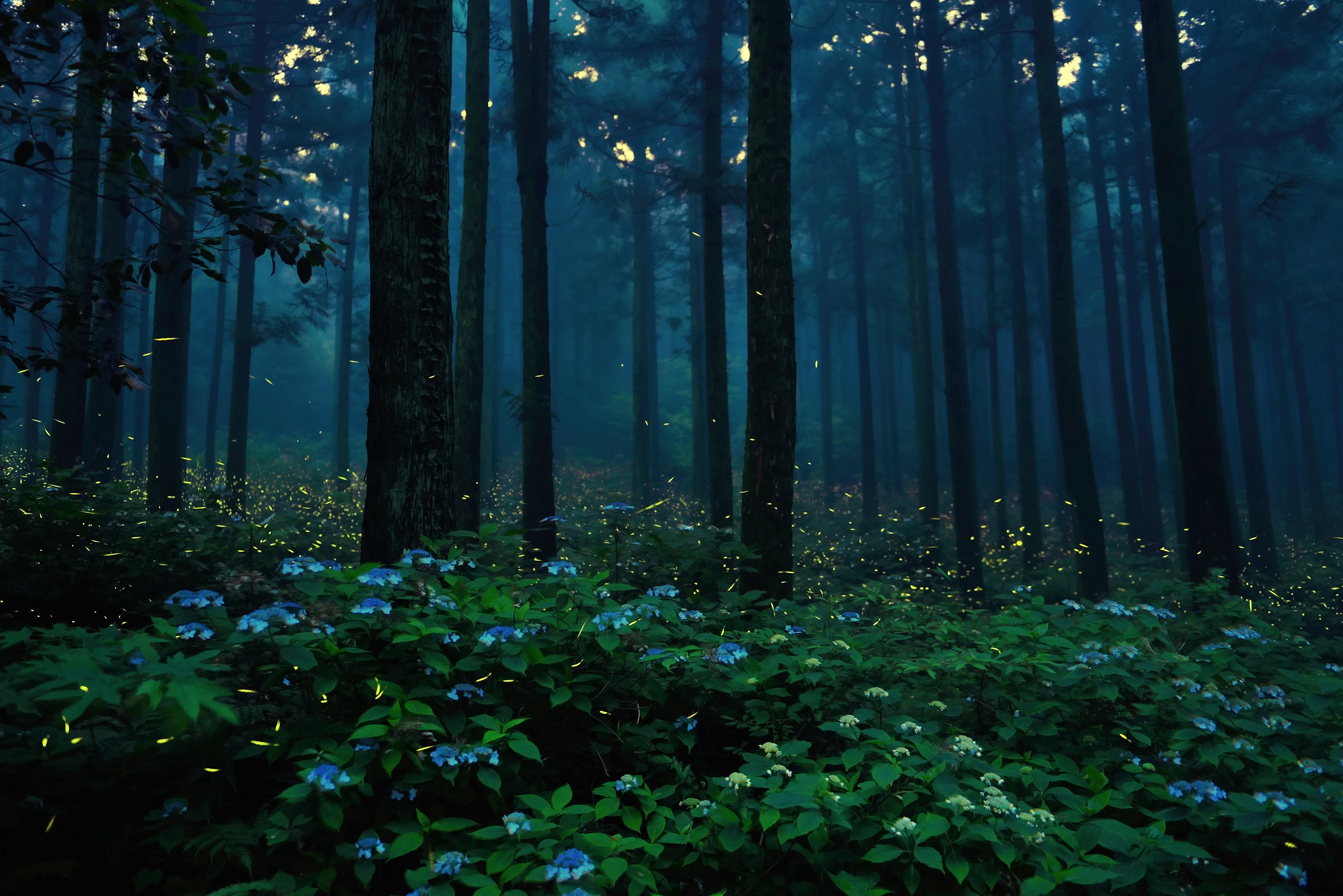 제주도 숲 밝히는 별, ‘운문산반딧불이’ 보존나선다 이미지1