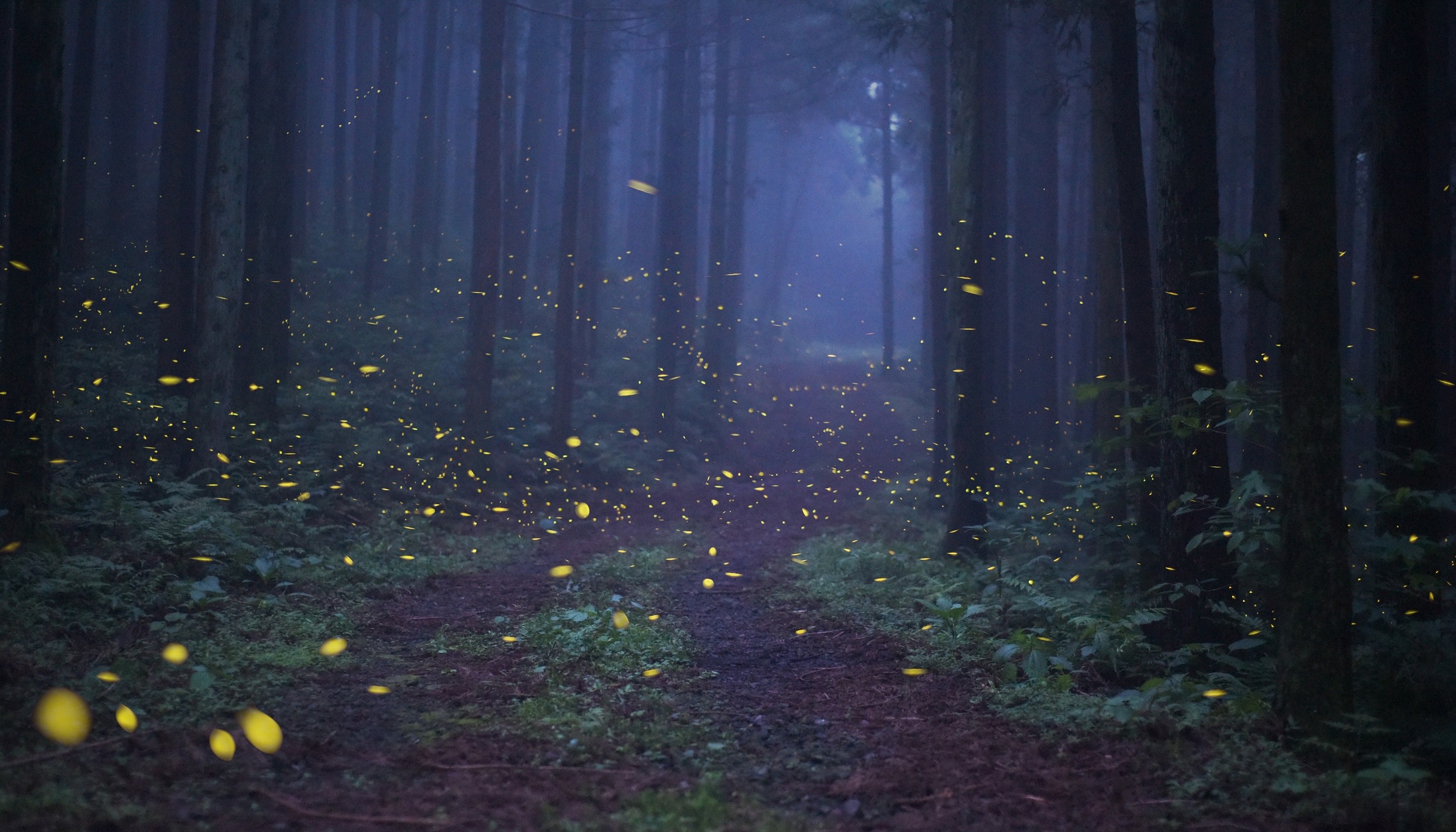 제주도 숲 밝히는 별, ‘운문산반딧불이’ 보존나선다 이미지2