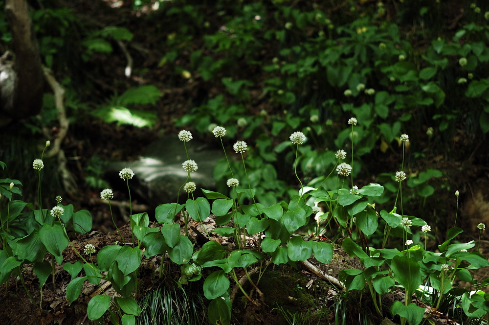 국립수목원, 울릉산마늘 새로운 한국특산식물로 발표 이미지1