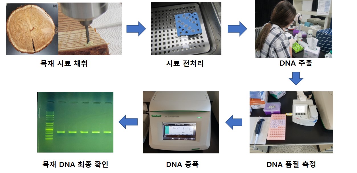목재 수종식별 DNA 분석기술, 더 빠르고 정확해진다 이미지2