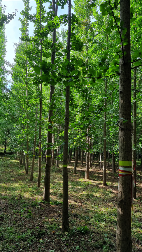 국립산림과학원 도심 가로수용 은행나무 신품종 개발 이미지2