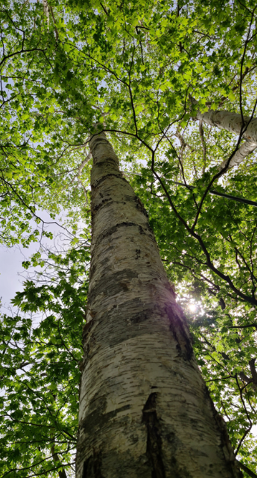 국립산림과학원, 거제수나무 보호를 위한 연구결과 발간