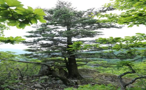 국립수목원, 영축산 구상나무 개체수 변화 확인