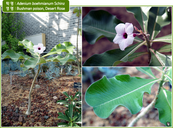 학 명 : Adenium boehmianum Schinz / 영 명 : Bushman poison, Desert Rose 