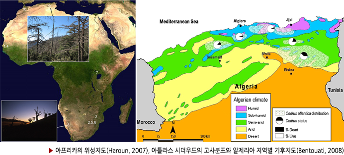 ▶ 아프리카의 위성지도(Haroun, 2007), 아틀라스 시더우드의 고사분포와 알제리아 지역별 기후지도(Bentouati, 2008)