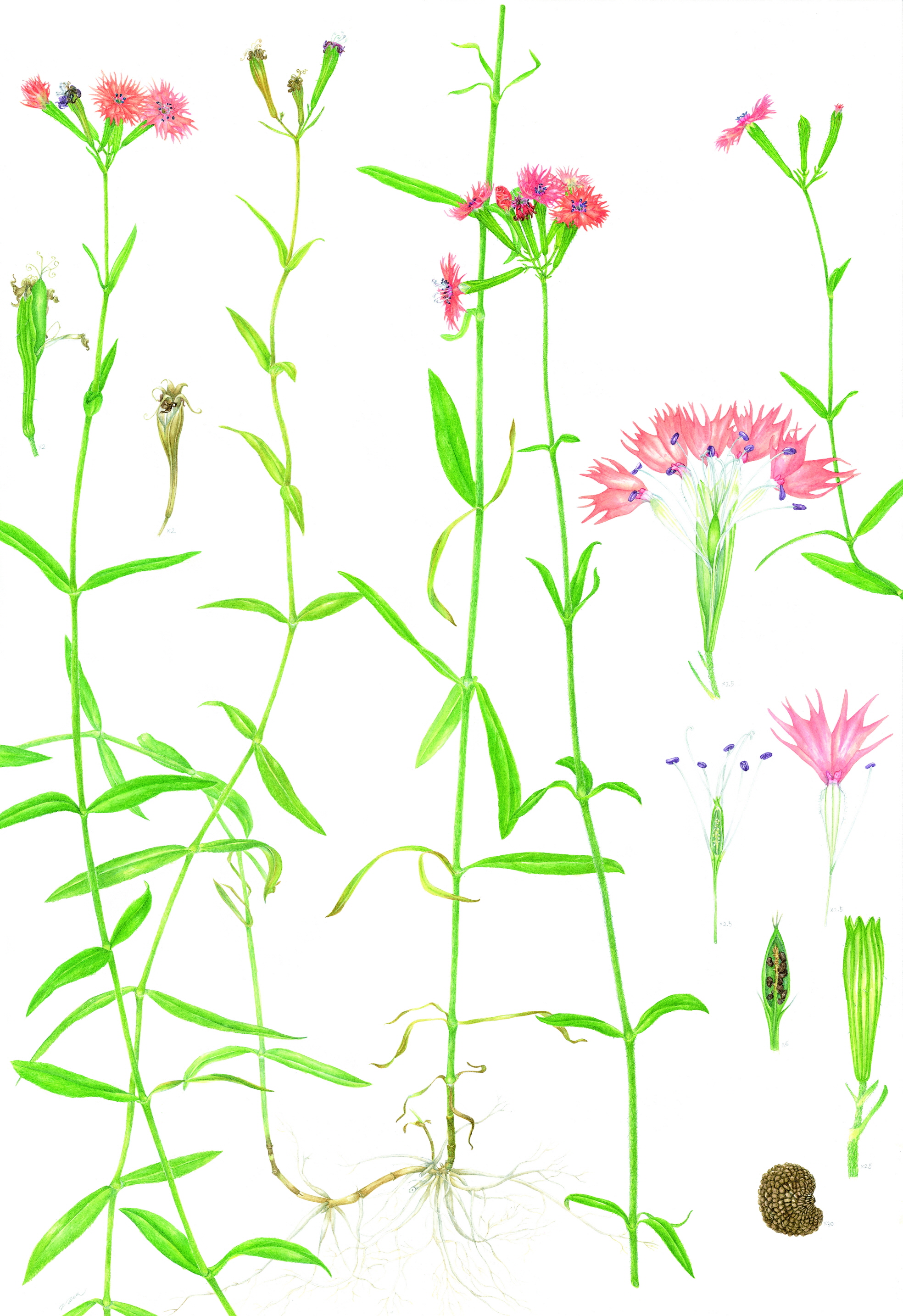 야생에서 핀 꽃, 세밀화 전(展) 이미지2
