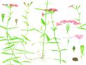 야생에서 핀 꽃, 세밀화 전(展) 썸네일 이미지2