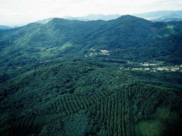'한국형 산림인증제' 도입 가속화 이미지1