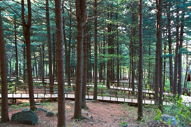 산림청 '생활권 수목진료 서비스', 민원행정 우수사례 선정 이미지1