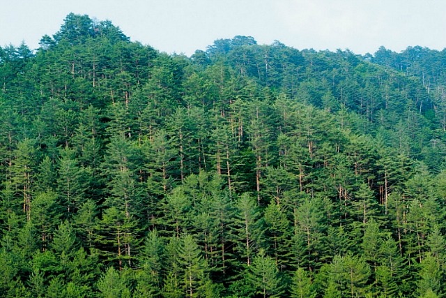산림청, 올해 보호관찰 청소년에 산림교육 확대 이미지1