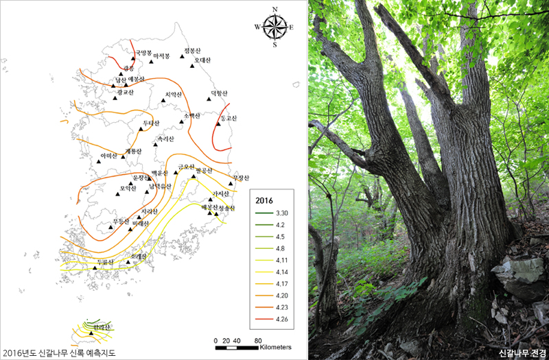 국립수목원, 신갈나무 신록(新綠)지도 국내 최초 작성 이미지1