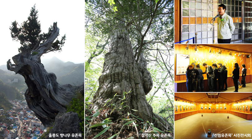 최대 2,500년 된 우리 땅의 ‘산림유존목’ 사진전시회 개최 이미지1