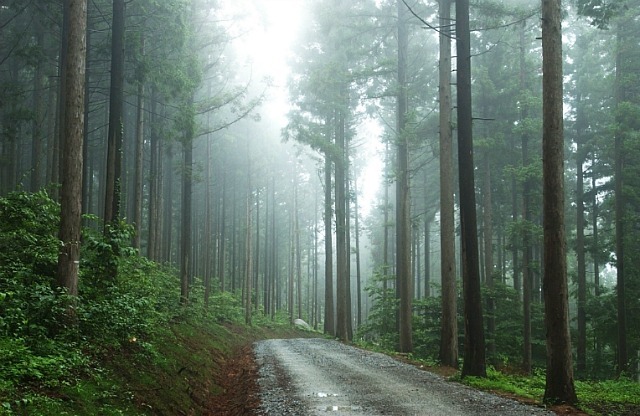 산림청, 2016년 산림분야 국가안전대진단 완료 이미지1