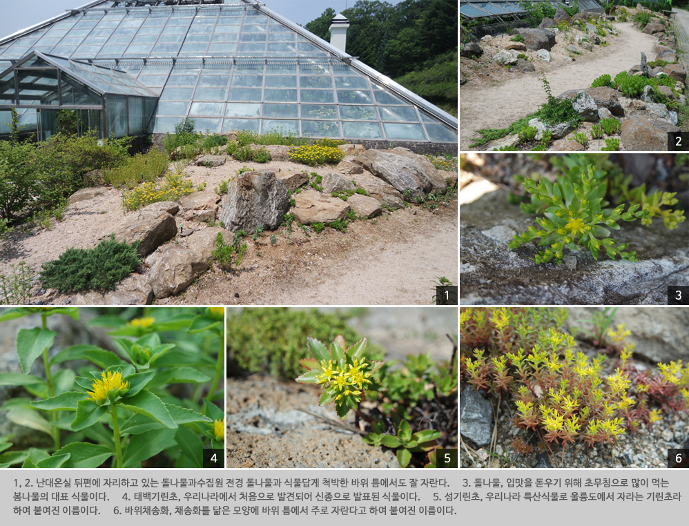 국립수목원, 돌나물과수집원 활용하여 돌나물속 식물 식별 프로그램 운영 이미지1
