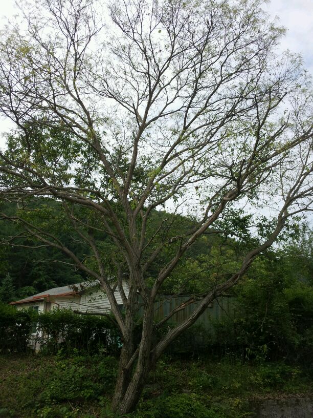 산림청, 밤나무산누에나방 전국 발생상황 조사 이미지1