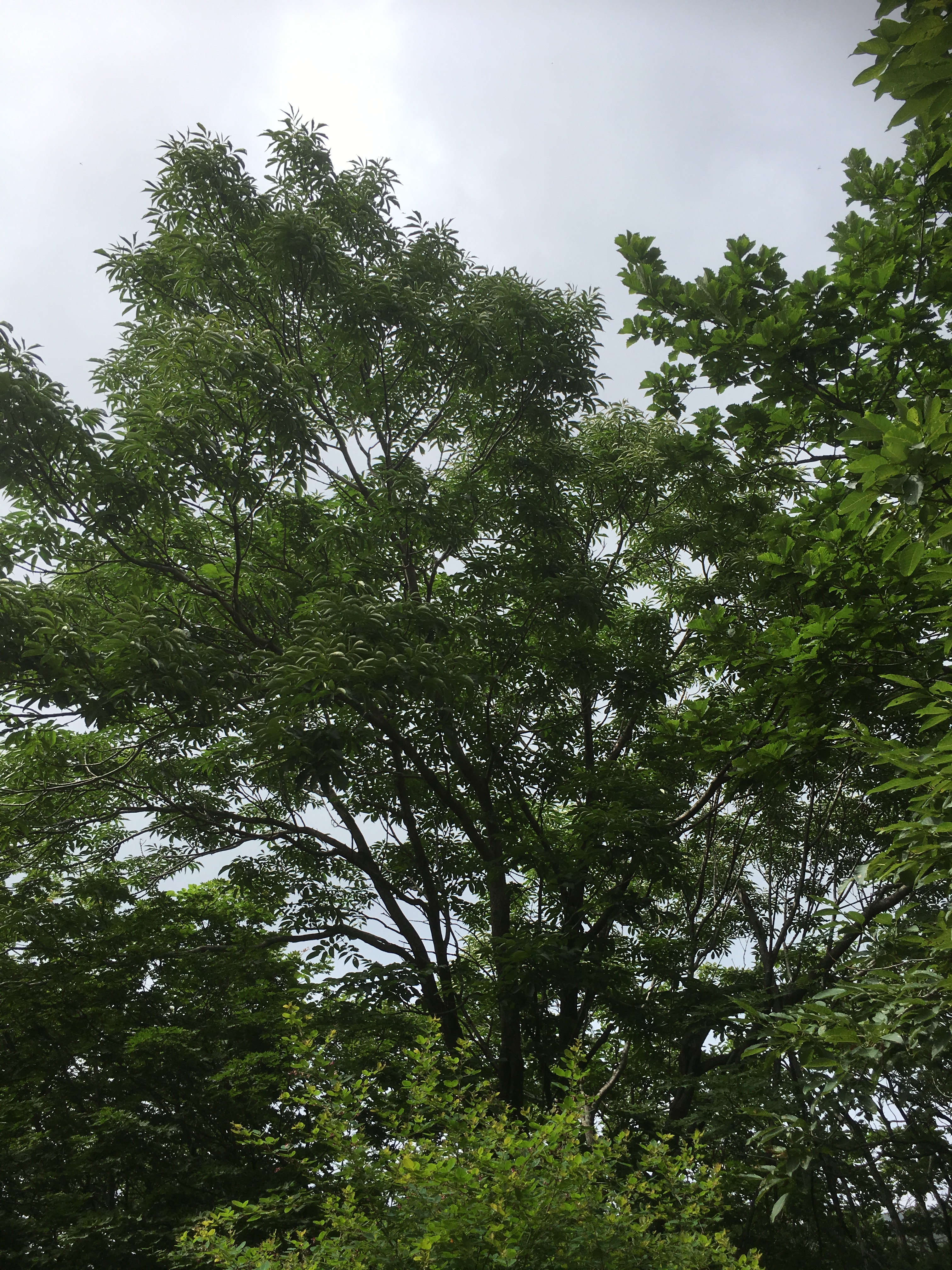 세계 최초 한국 특산 물들메나무 ‘엽록체 DNA’ 해독 이미지2