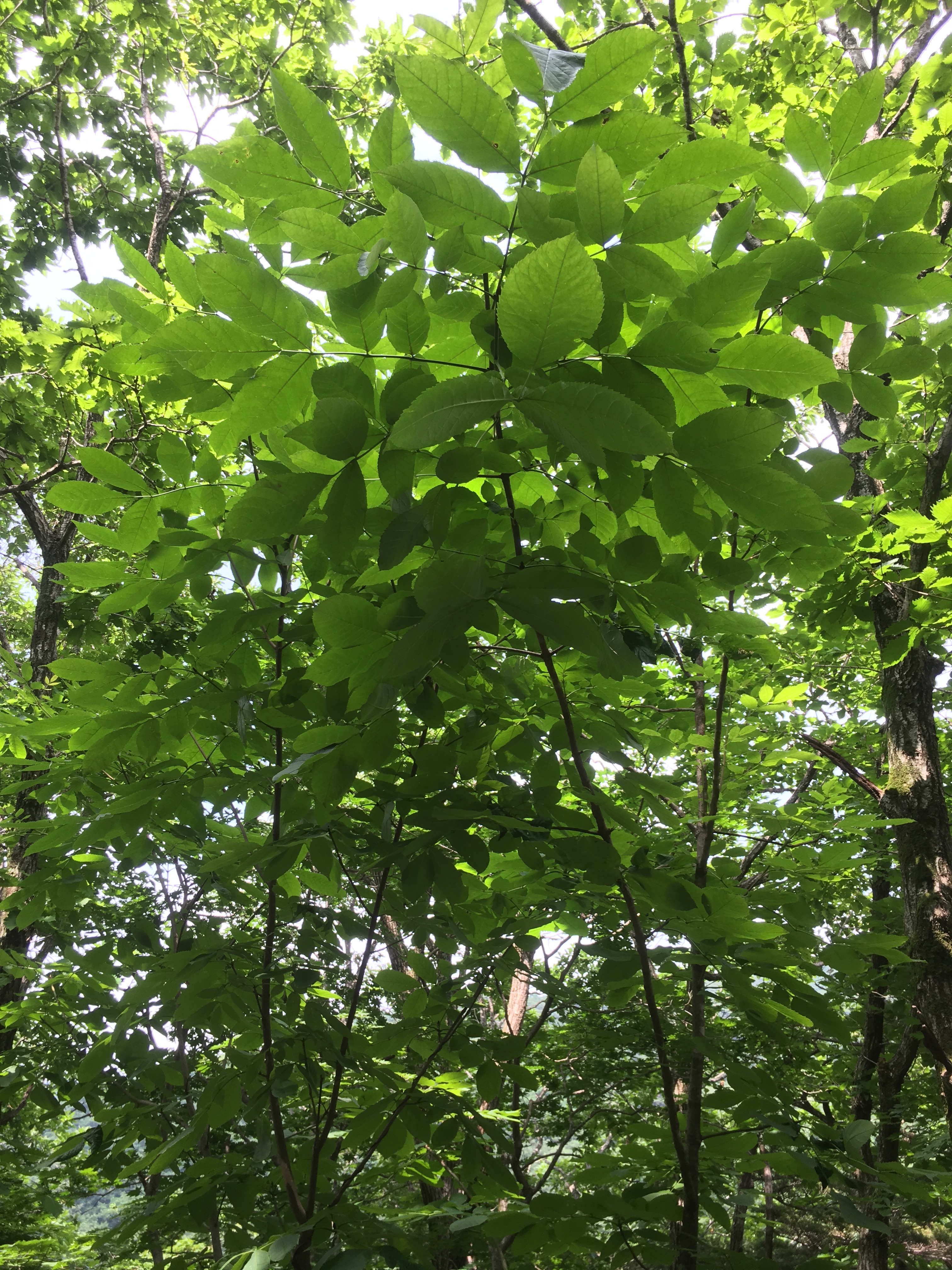 세계 최초 한국 특산 물들메나무 ‘엽록체 DNA’ 해독 이미지3