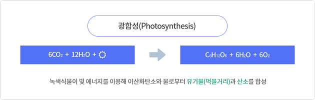 녹색식물이 빛 에너지를 이용해 이산화탄소와 물로부터 유기물(먹을거리)과 산소를 합성