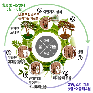 훈증,소각,파쇄 9월~이듬해4월 : ①산란 ②매개충의유충 ③번데기에 모여드는 소나무재선충 ④우화된 매개충(성충)/ 항공 및 지상방제 5월~8월: 건강한 소나무 나무조직속으로 들어가는 재선충 ⑤ ⑥어린가지 섭식