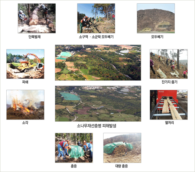 소나무재선충병 피해발생 위에서부터 단목벌채,소구역 소군락 모두베기,모두베기,파쇄,소각,잔가지줍기,열처리,훈증,대량훈증
