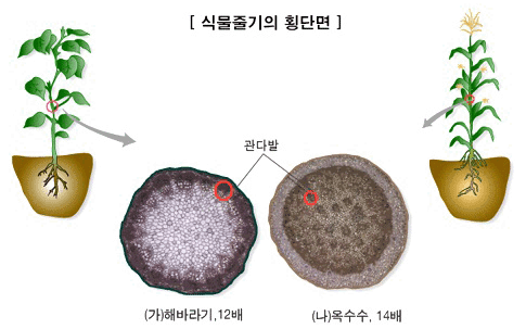 [식물줄기의 횡단면] (가)관다발은 해바라기 12배, (나)관다발은 옥수수 14배