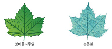 양버즘나무잎과 본뜬잎 이미지
