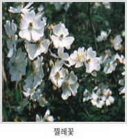 찔레꽃 사진