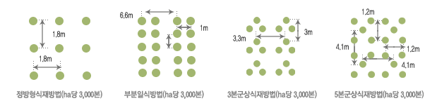 (ha당 3,000본)은 정방형식재방법(묘목간격은 좌우 1.8m),부분일식방법(묘목은 2열-묘목간격은 좌우 1m, 열의 좌측나무간 간격은 6.6m), 3본군상식재방법(삼각형 형태로 묘목 배열, 묘목별 좌측간격은 3.3m, 앞뒤간격은 3m), 5본군상식재방법(사각형 형태에 가운데 묘목배열방법으로 앞뒤간격은 4.1m, 좌우간격은 1.2m)이 있습니다.