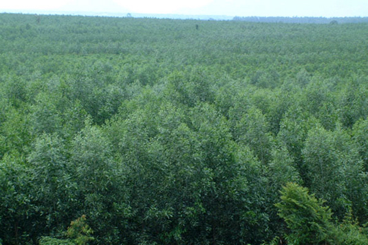 푸른나무가 울창한 숲의 모습