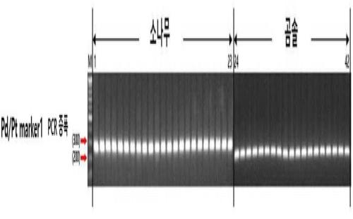 유전체 분석기술 통해 ‘소나무와 곰솔’ 구분 기술 확보