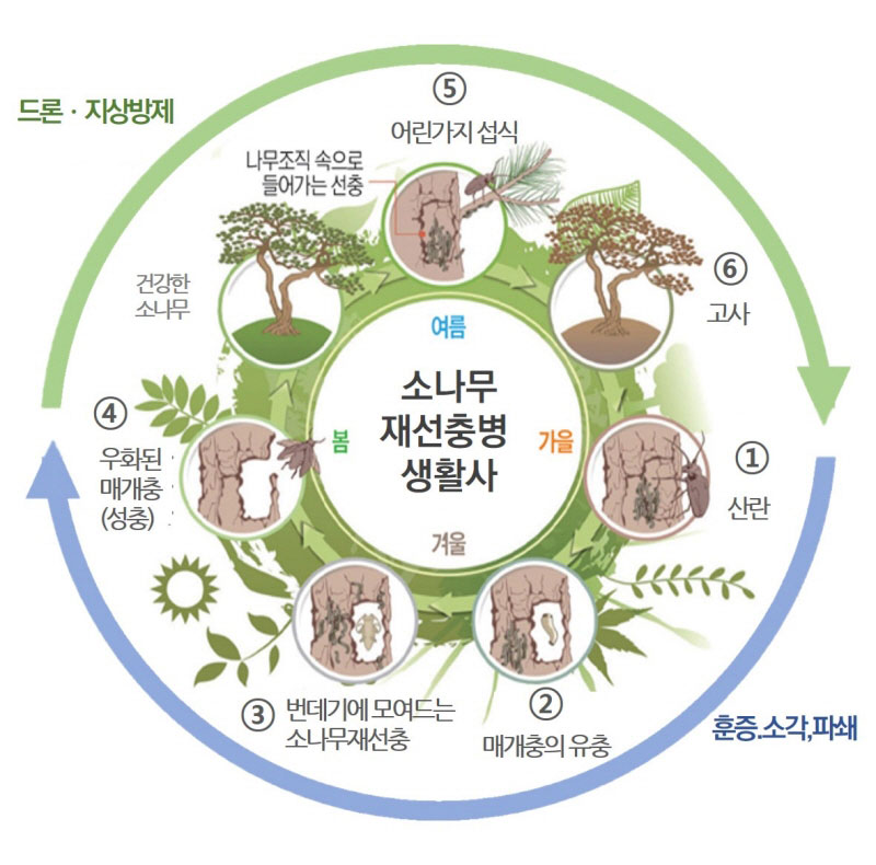 훈증,소각,파쇄 : ①산란  ②매개충의유충 ③번데기에 모여드는 소나무재선충 ④우화된 매개충(성충)/ 드론 및 지상방제 : 건강한 소나무, 나무조직속으로 들어가는 선충 ⑤어린가지 섭식 ⑥고사