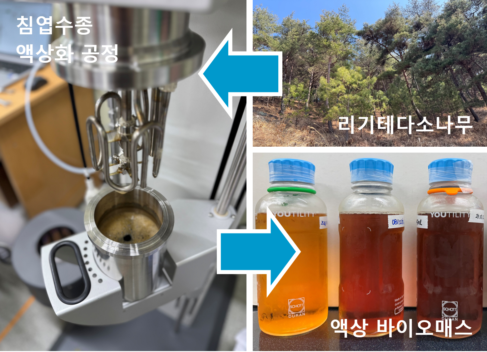 국내 침엽수 활용 연구성과, 세계에 알리다