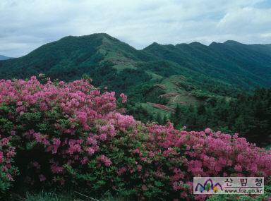 지리산 바래봉