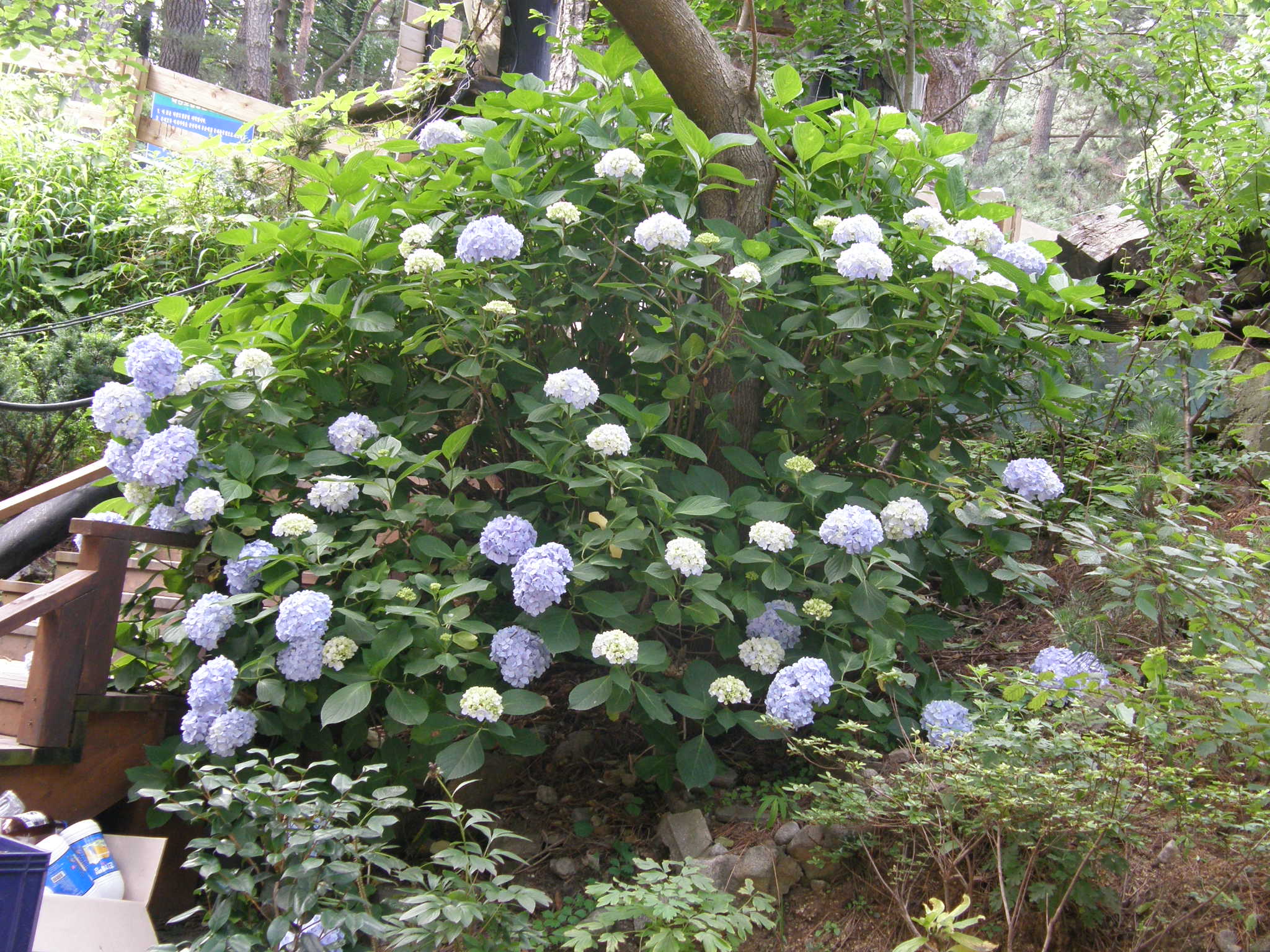산림청 - 정보공개 > 통합자료실 > 사진자료실 > 산림문화 > 목록 산림청 - 정보공개 > 통합자료실 >  사진자료실