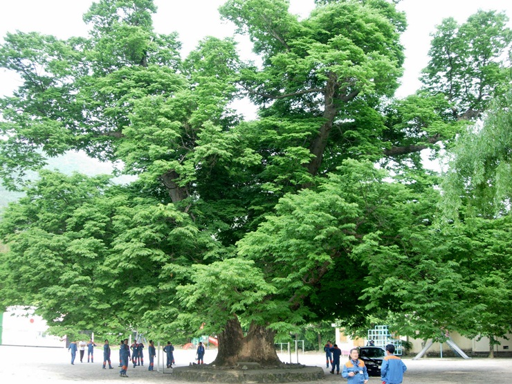약 400여년 느티나무