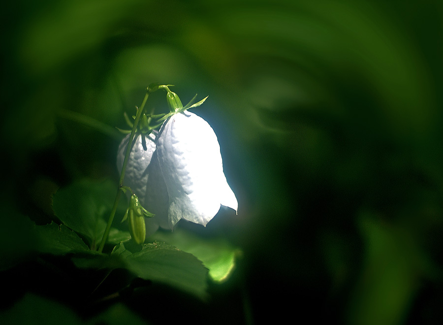 흰금강초롱꽃