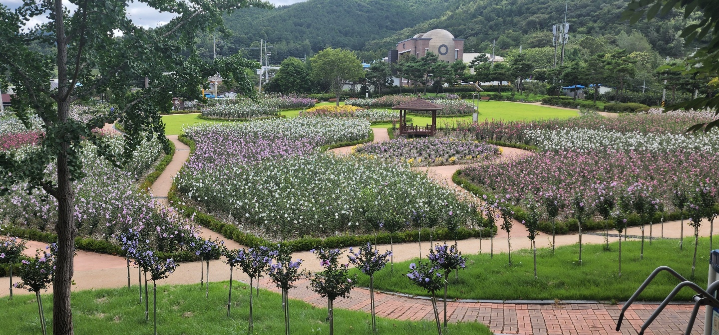 전국에서 무궁화가 가장 아름다운 곳은 어디일까? 이미지5