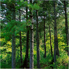 양평군 양동면 매월리 국유림의 리기다소나무 숲(Pitch pine forest in the National Forrest)